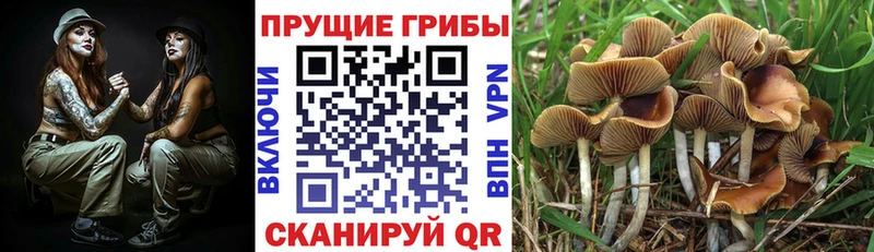 Купить где  Мончегорск  Псилоцибиновые грибы GOLDEN TEACHER 